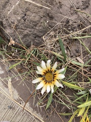 Gazania linearis