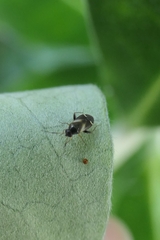 Ausejanus albisignatus