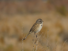 Artemisiospiza belli