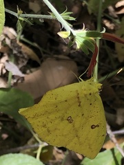 Phoebis neocypris