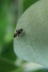 Ausejanus albisignatus