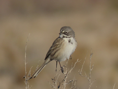 Artemisiospiza belli
