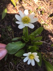 Caltha chionophila
