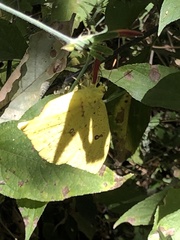 Phoebis neocypris