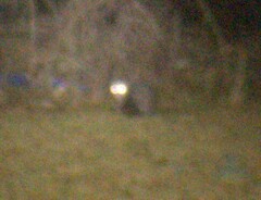 Didelphis virginiana