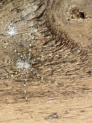 Neotama mexicana