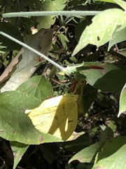 Phoebis neocypris