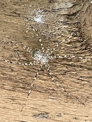 Neotama mexicana