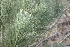 Pinus coulteri
