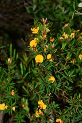 Pultenaea muelleri