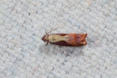 Episimus tyrius