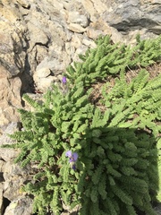 Polemonium viscosum