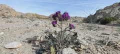 Phacelia crenulata ambigua