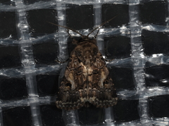 Spodoptera umbraculata