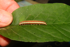 Trichordestra legitima