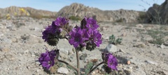 Phacelia crenulata ambigua