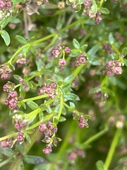 Galium porrigens