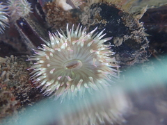 Anthopleura elegantissima
