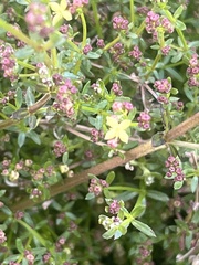 Galium porrigens