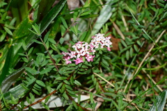Pimelea alpina