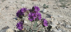 Phacelia crenulata ambigua
