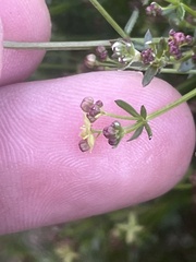 Galium porrigens