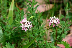 Pimelea alpina