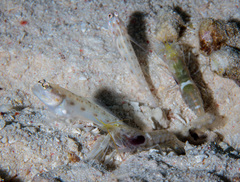 Ctenogobiops feroculus