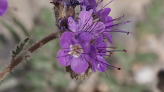 Phacelia crenulata ambigua