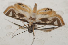 Theila siennata