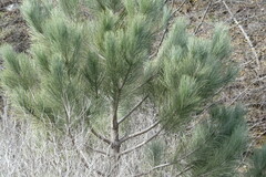 Pinus coulteri