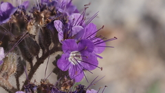 Phacelia crenulata ambigua