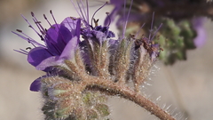 Phacelia crenulata ambigua