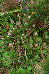 Pimelea alpina