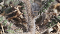 Phacelia crenulata ambigua