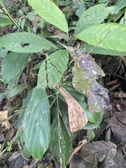 Stromanthe stromanthoides