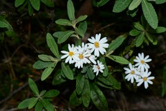 Olearia phlogopappa