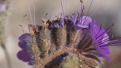 Phacelia crenulata ambigua