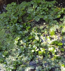Hydrocotyle ranunculoides