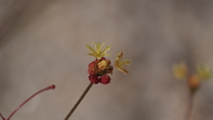 Eriogonum thomasii