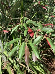 Elaeocarpus japonicus