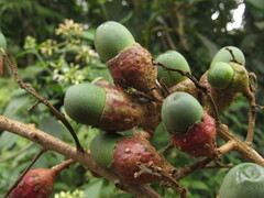 Aniba robusta