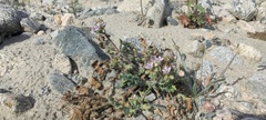 Phacelia crenulata minutiflora