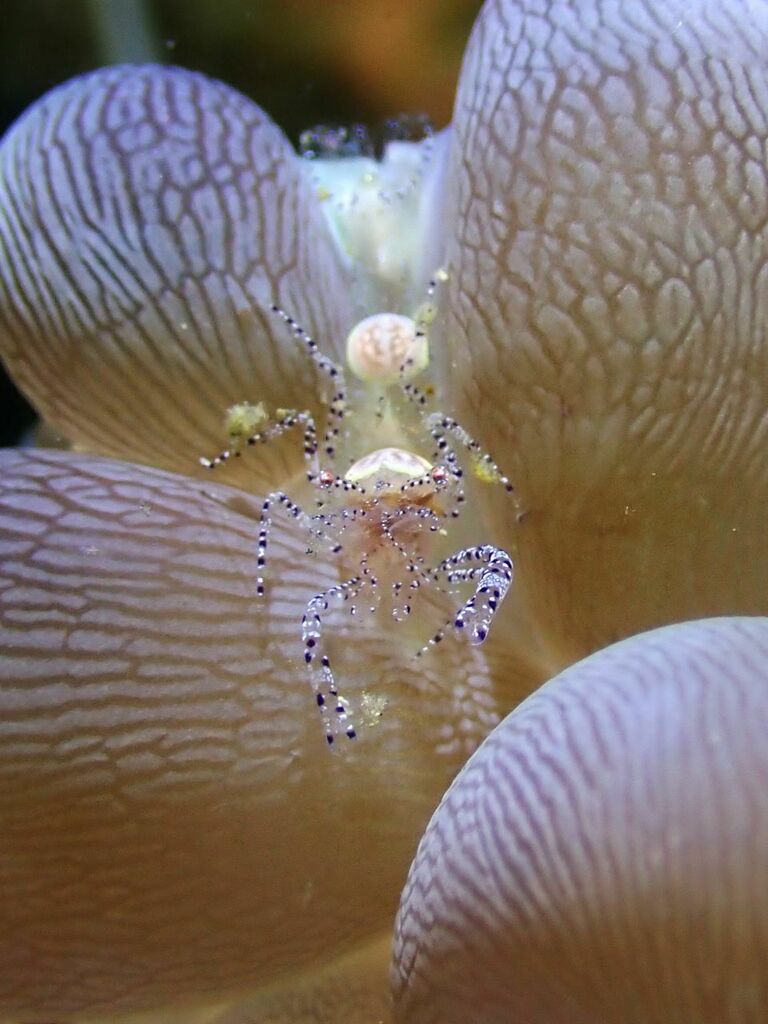 Hamopontonia physogyra