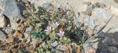 Phacelia crenulata minutiflora