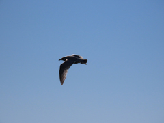 Larus glaucoides thayeri