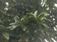 Aniba robusta