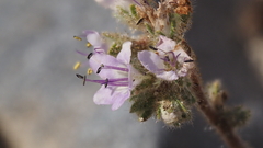 Phacelia crenulata minutiflora