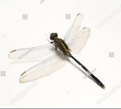 Orthetrum sabina