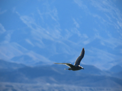Larus glaucoides thayeri